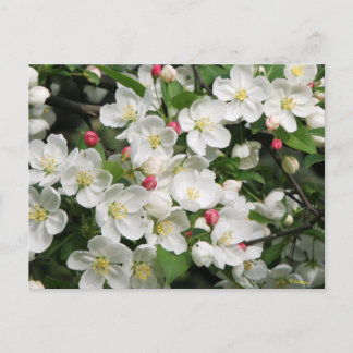 Crab Apple Blossom is een Tuurlijk teken van de Le Briefkaart