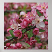 Crab Apple Blossom Poster (Voorkant)