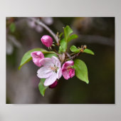 Crab Apple Flowers Poster (Voorkant)