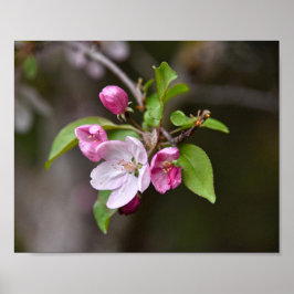 Crab Apple Flowers Poster