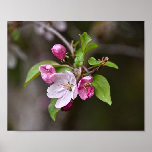 Crab Apple Flowers Poster (Voorkant)