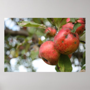 Crab Apple op Tree Poster