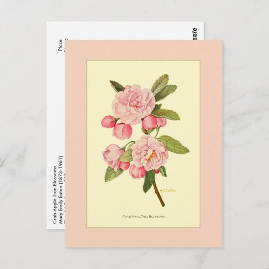 Crab Apple Tree Blossom Briefkaart (Voorkant / Achterkant)
