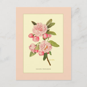 Crab Apple Tree Blossom Briefkaart