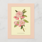 Crab Apple Tree Blossom Briefkaart (Voorkant)