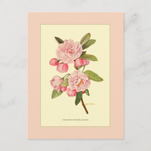 Crab Apple Tree Blossom Briefkaart (Voorkant)