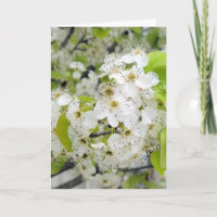 Crab Apple Tree Blossom Sympathie
