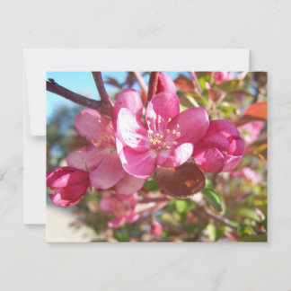 Crab Apple Tree in Bloom
