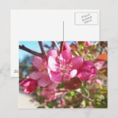 Crab Apple Tree in Bloom Briefkaart (Voorkant / Achterkant)
