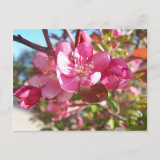 Crab Apple Tree in Bloom Briefkaart