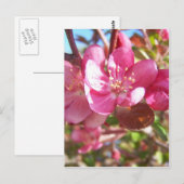 Crab Apple Tree in Bloom Briefkaart (Voorkant / Achterkant)