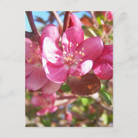 Crab Apple Tree in Bloom Briefkaart (Voorkant)