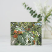 Crab Apples Briefkaart (Staand voorkant)