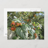 Crab Apples Briefkaart (Voorkant / Achterkant)