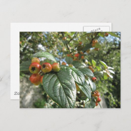 Crab Apples Briefkaart (Voorkant / Achterkant)