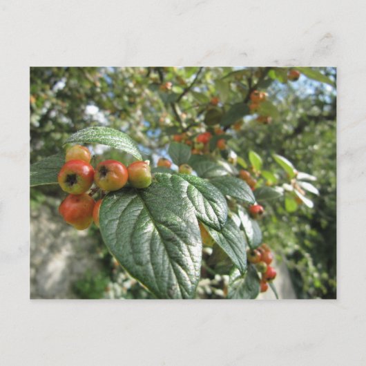 Crab Apples Briefkaart (Voorkant)