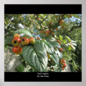 Crab Apples van Che Dean Poster (Voorkant)