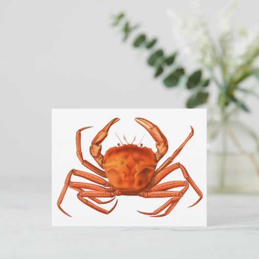 Crab Briefkaart - Antiek wetenschappelijke illustr (Staand voorkant)