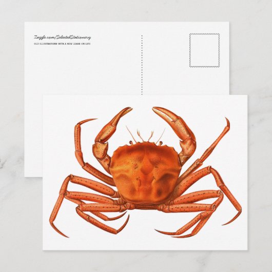 Crab Briefkaart - Antiek wetenschappelijke illustr (Voorkant / Achterkant)