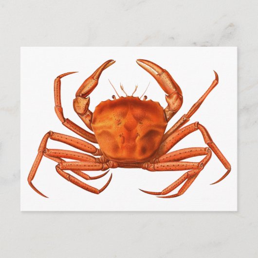 Crab Briefkaart - Antiek wetenschappelijke illustr (Voorkant)
