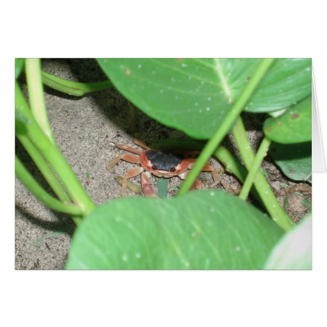 Crab-dekkaart (Voorkant Horizontaal)