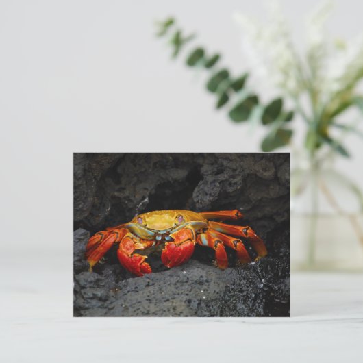Crab Grapsus Grapsus uit de Galapagos-eilanden Briefkaart (Staand voorkant)