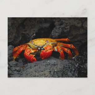 Crab Grapsus Grapsus uit de Galapagos-eilanden Briefkaart