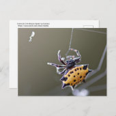 Crab like Orb Weaver Spider Briefkaart (Voorkant / Achterkant)