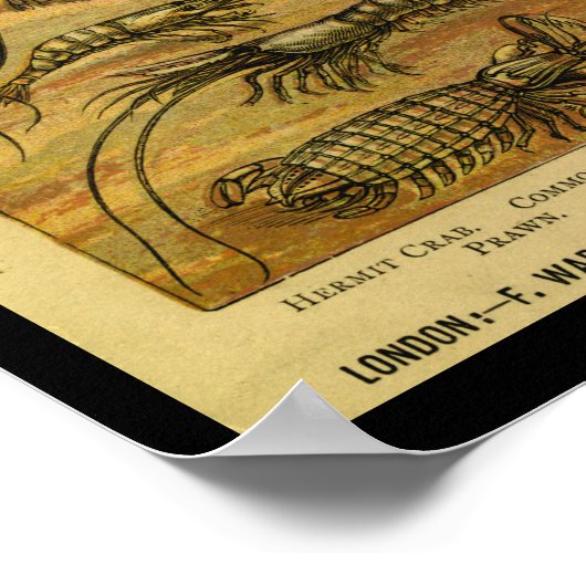  Crab Lobster Natural History Print (Hoek)