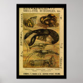  Crab Lobster Natural History Print (Voorkant)