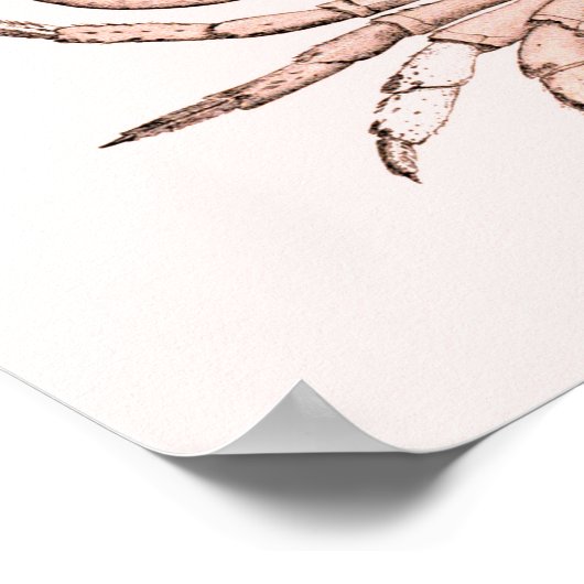 Crab Poster ~ Stone Crab (Hoek)