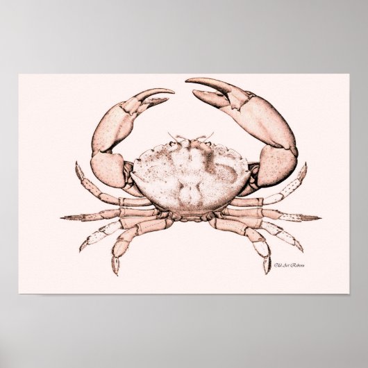 Crab Poster ~ Stone Crab (Voorkant)