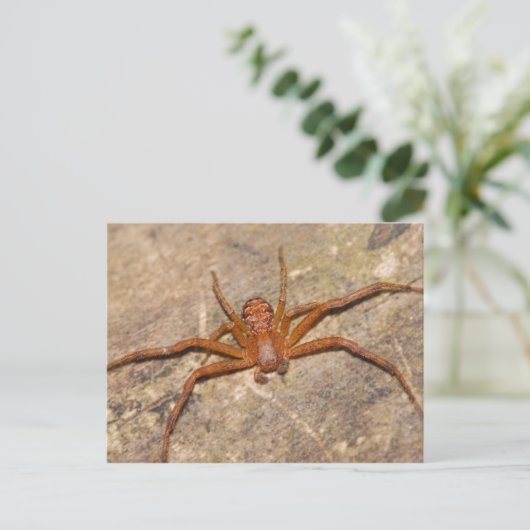 Crab Spider. Briefkaart (Staand voorkant)