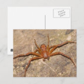 Crab Spider. Briefkaart (Voorkant / Achterkant)