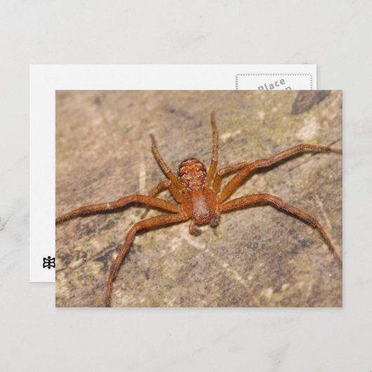 Crab Spider. Briefkaart (Voorkant / Achterkant)