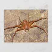 Crab Spider. Briefkaart (Voorkant)