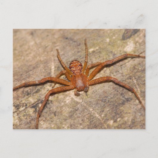 Crab Spider. Briefkaart (Voorkant)