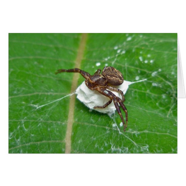 Crab Spider op microscoopcoördinatieartikelen (Voorkant Horizontaal)
