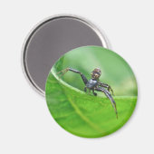 Crab Spider op microscoopcoördinatieartikelen Magneet (Voorkant / Achterkant)