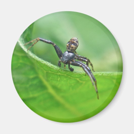 Crab Spider op microscoopcoördinatieartikelen Magneet (Voorkant)