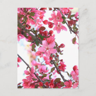 Crabapple Beauty Briefkaart
