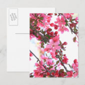 Crabapple Beauty Briefkaart (Voorkant / Achterkant)