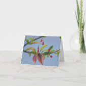 crabapple bloesems kaart (Voorkant)