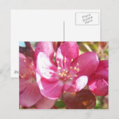 Crabapple Blossom Briefkaart (Voorkant / Achterkant)