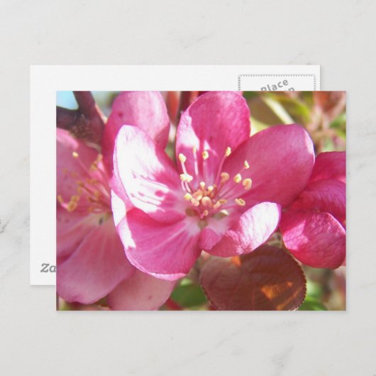 Crabapple Blossom Briefkaart (Voorkant / Achterkant)