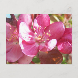 Crabapple Blossom Briefkaart