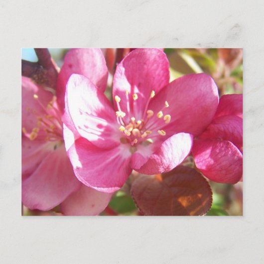 Crabapple Blossom Briefkaart (Voorkant)