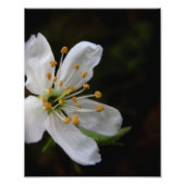 Crabapple Blossom Foto Afdruk (Voorkant)