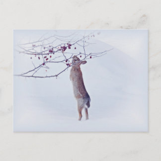 Crabapple Bunny - Konijn Briefkaart