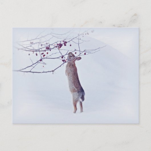 Crabapple Bunny - Konijn Briefkaart (Voorkant)